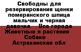 Свободны для резервирования щенки померанского шпица мальчик и черная девочка  - Все города Животные и растения » Собаки   . Астраханская обл.